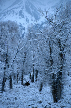 Image of North American Elk