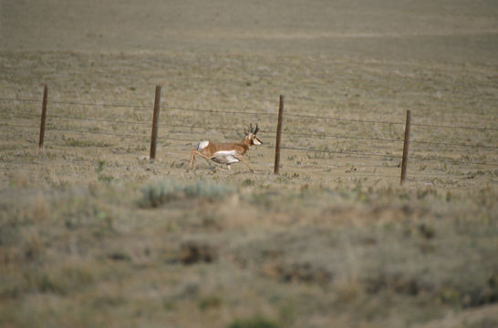 Image of pronghorn