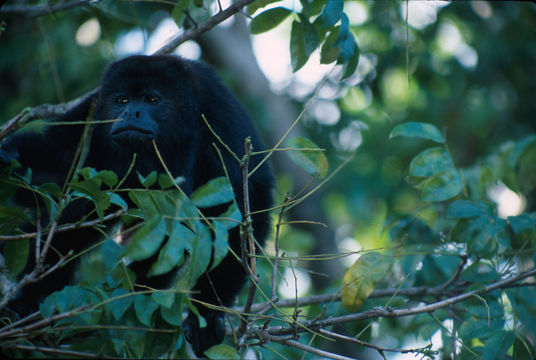 Imagem de Alouatta pigra Lawrence 1933