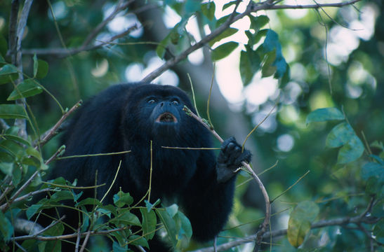 Image of Black Howling Monkey