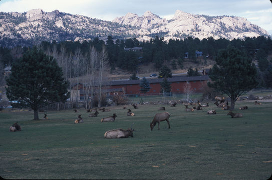 Image of Red Deer