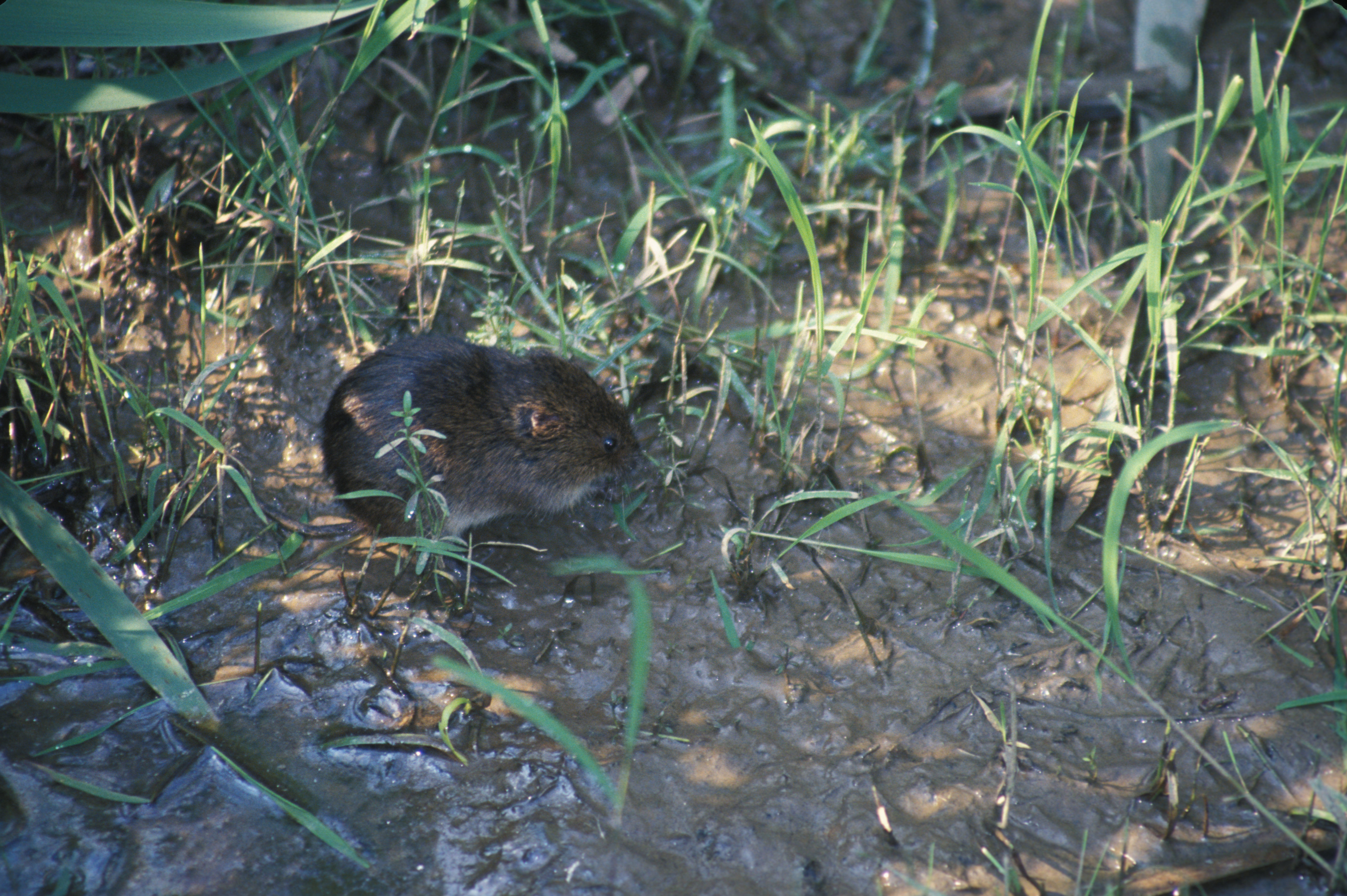 صورة Microtus pennsylvanicus (Ord 1815)