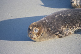 Image of common seal, harbour seal