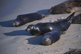 Image of common seal, harbour seal