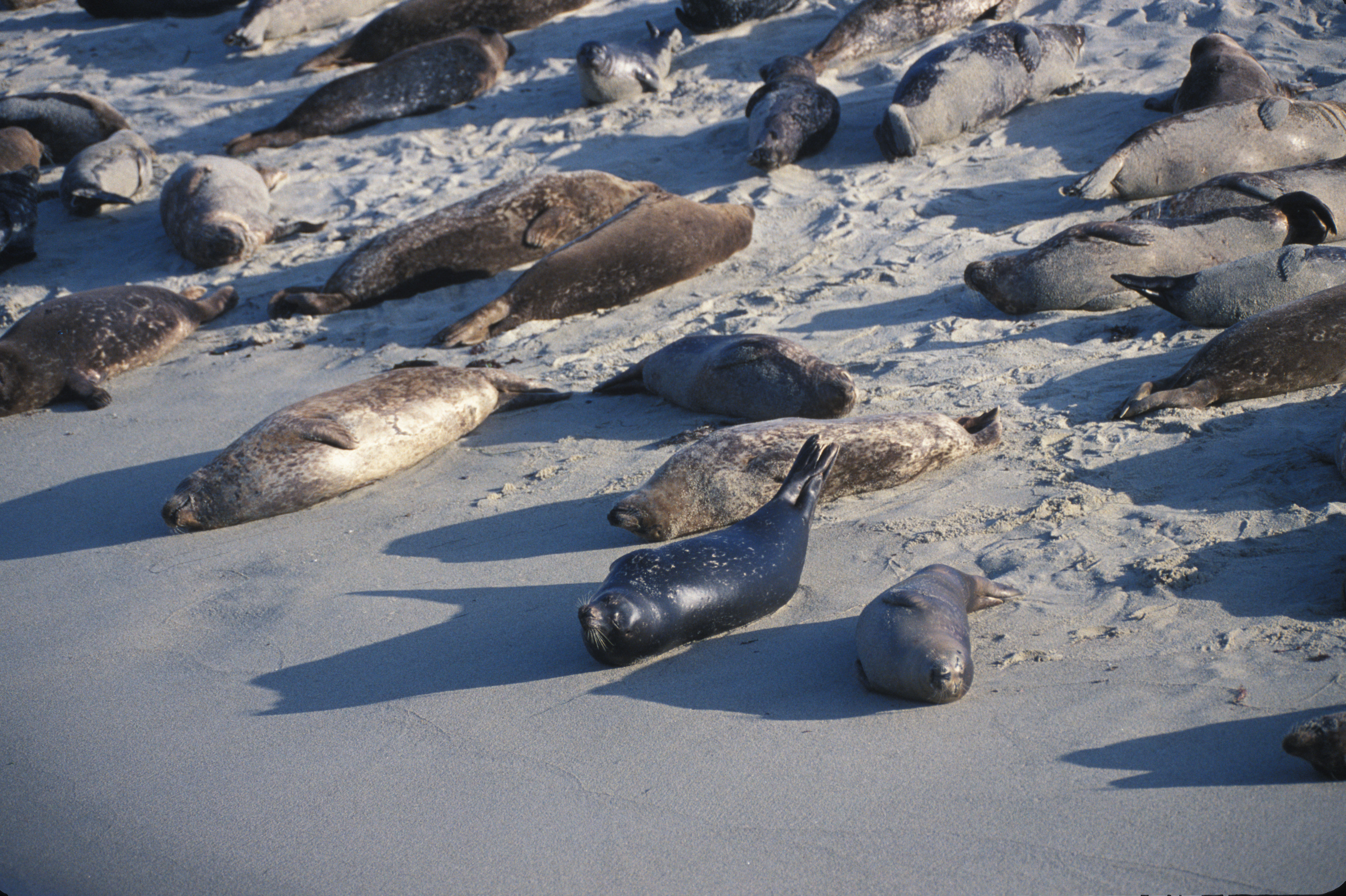 Image of common seal, harbour seal