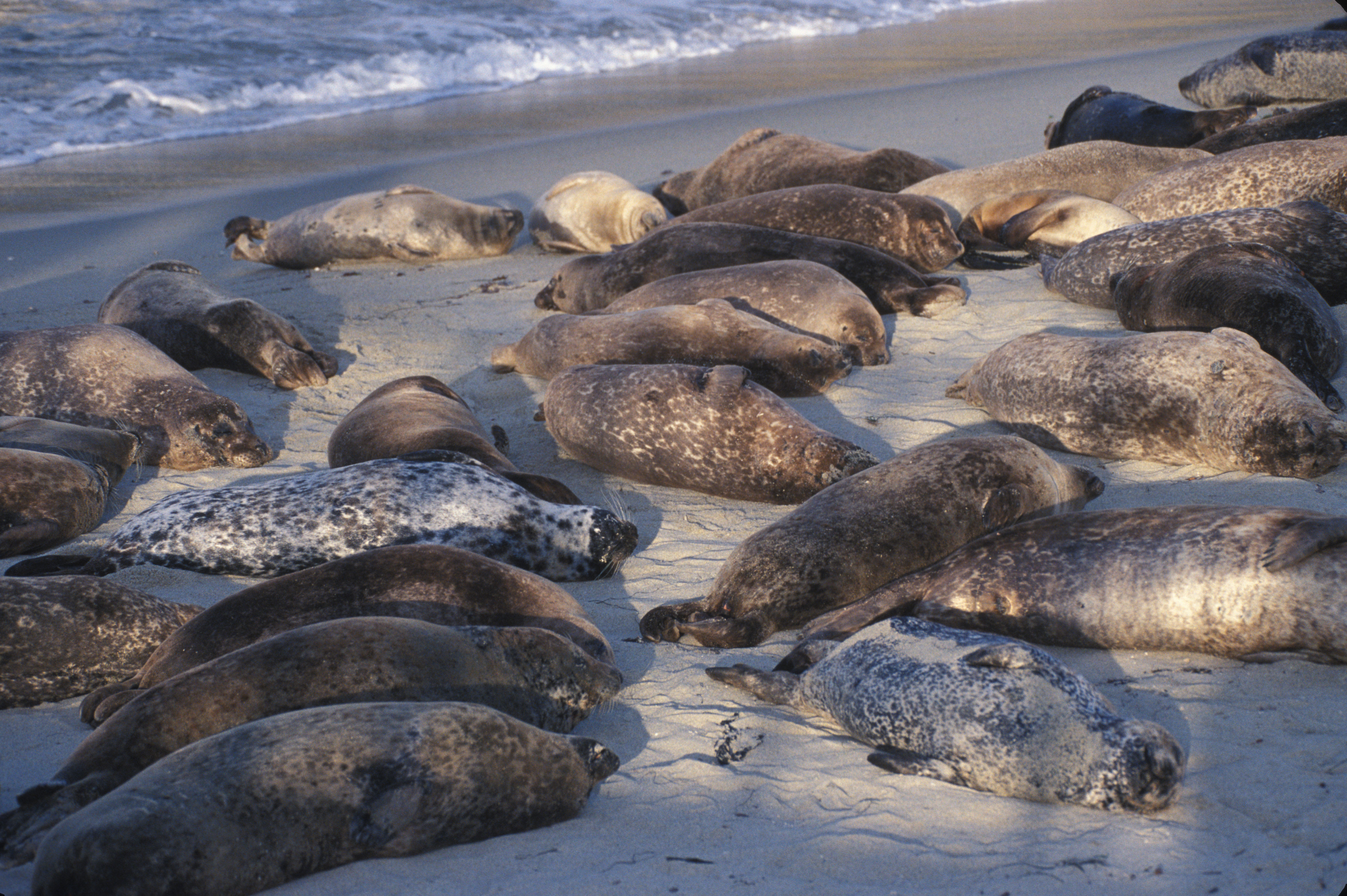 Image of common seal, harbour seal