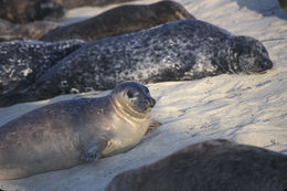 Image of common seal, harbour seal