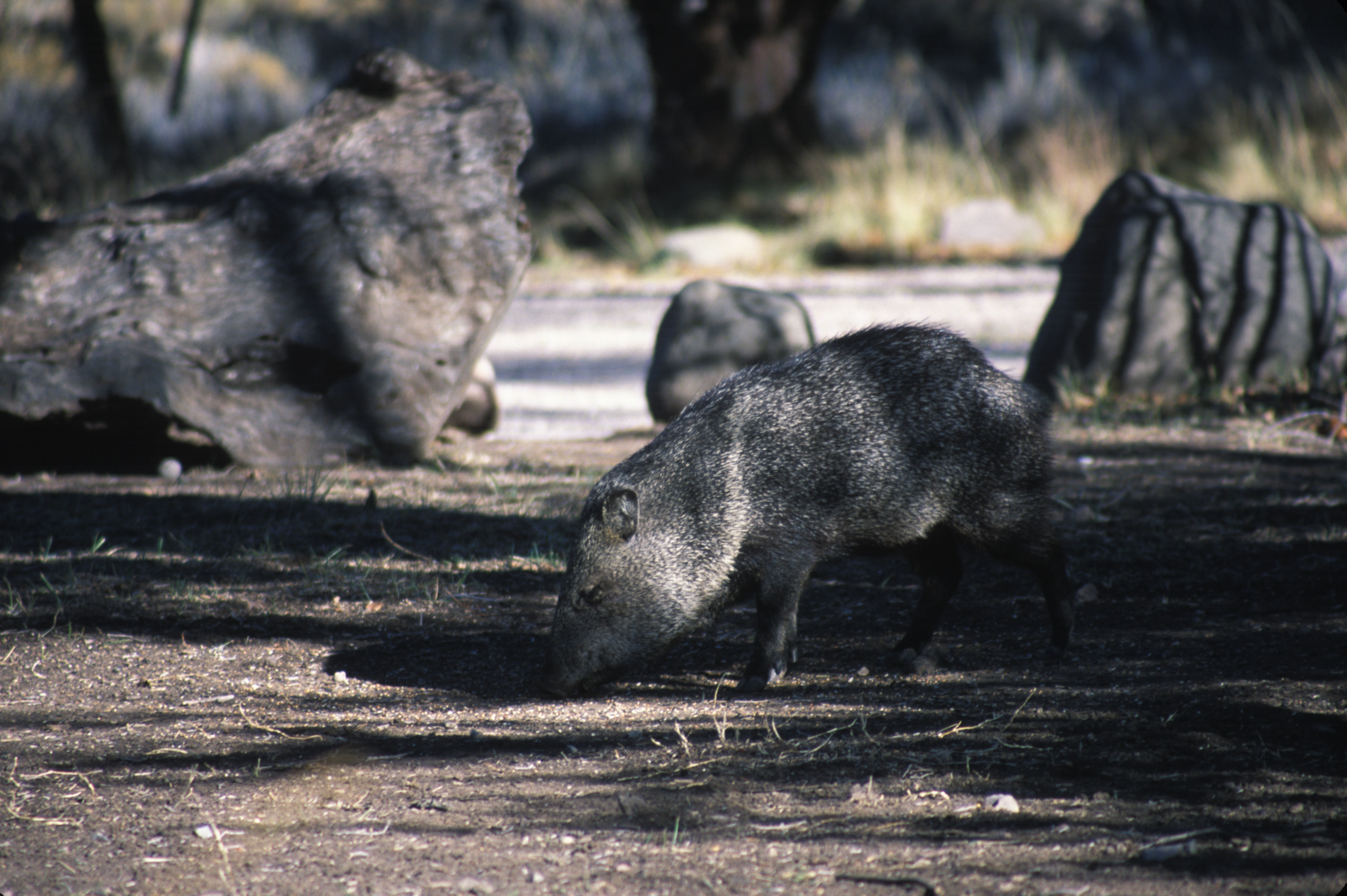 Image of collared peccary