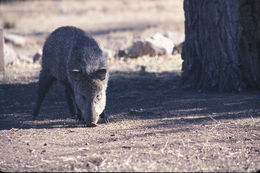 Image of collared peccary