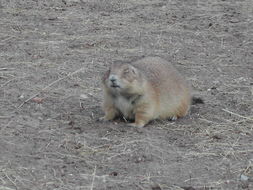 Image of Arizona Black-tailed Prairie Dog