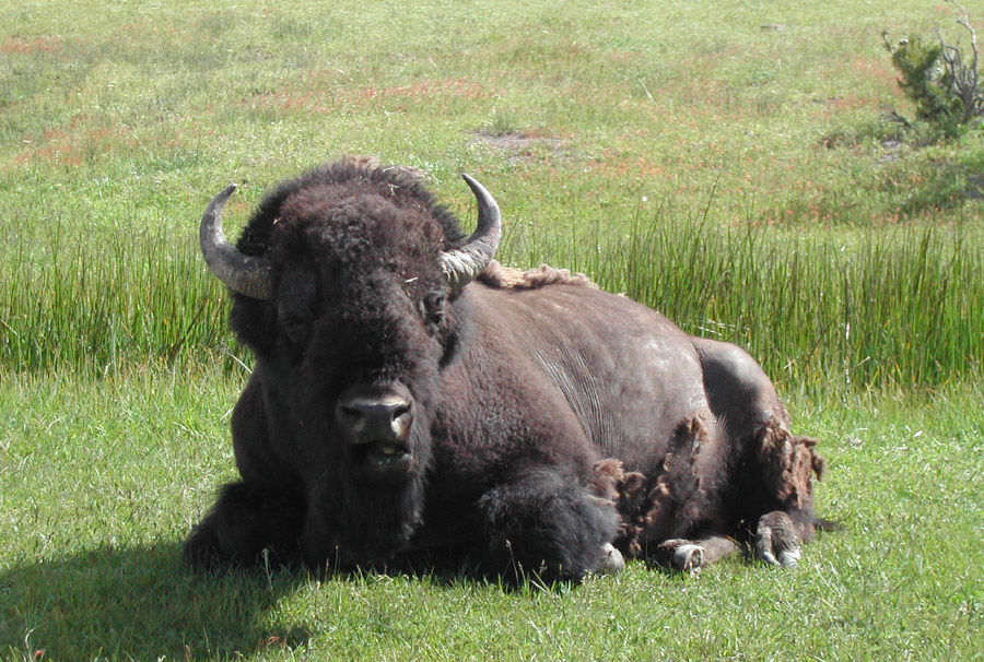 Image of American Bison