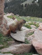 Image of Yellow-bellied Marmot