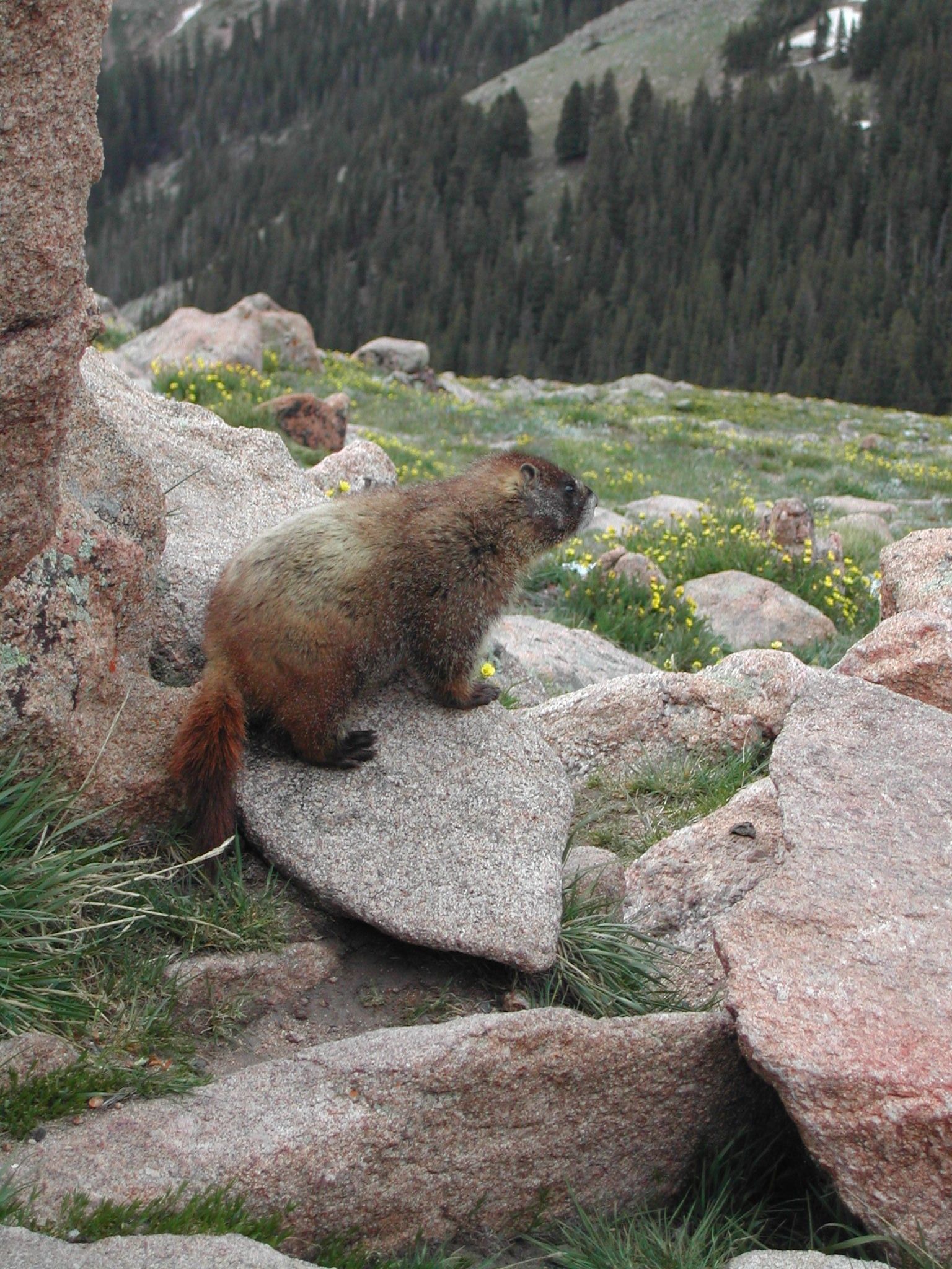 Image of Yellow-bellied Marmot