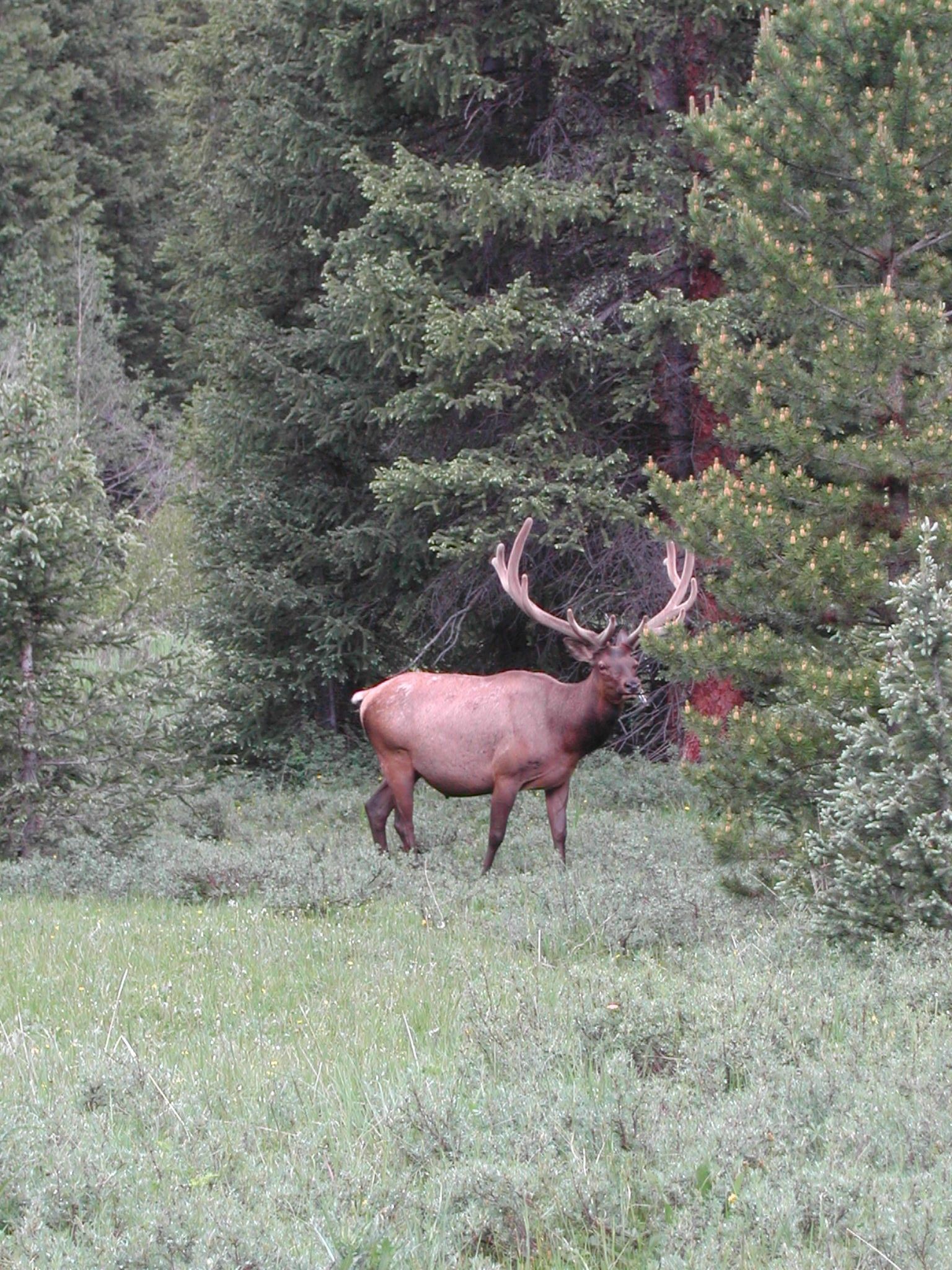 Image of Red Deer