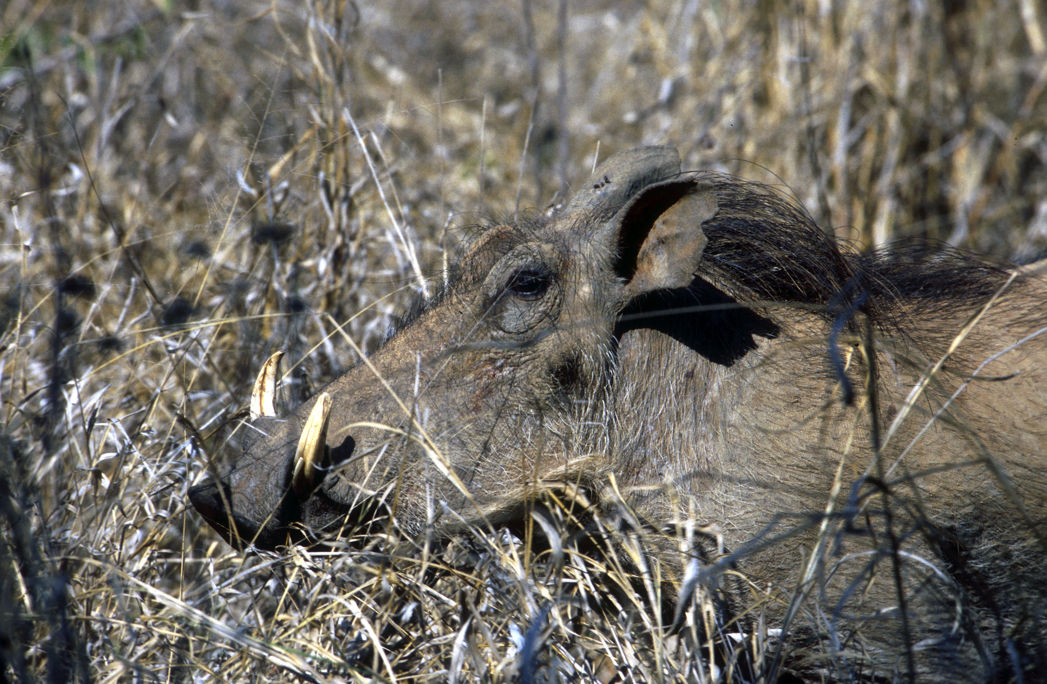 Image of Desert Warthog