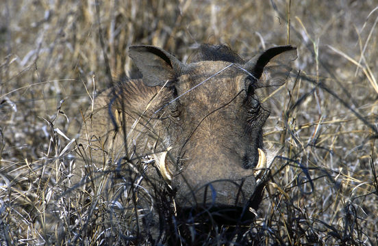 Image of Desert Warthog