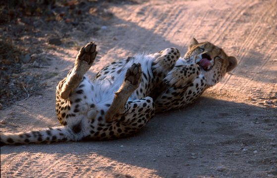 Image of cheetah