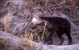 Image of Spotted Hyena