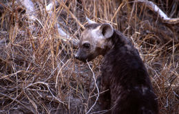 Image of Spotted Hyena