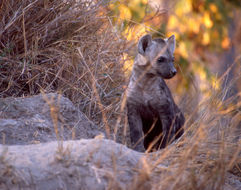 Image of Spotted Hyena