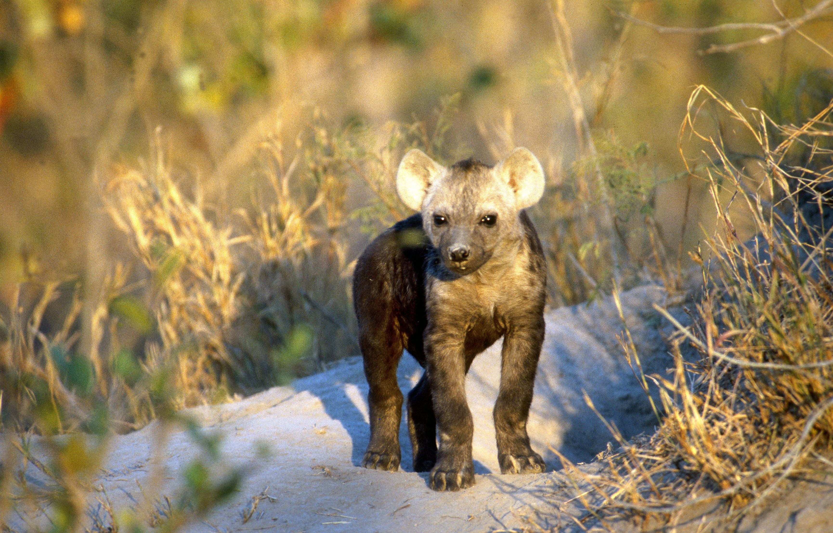 Image of Spotted Hyena