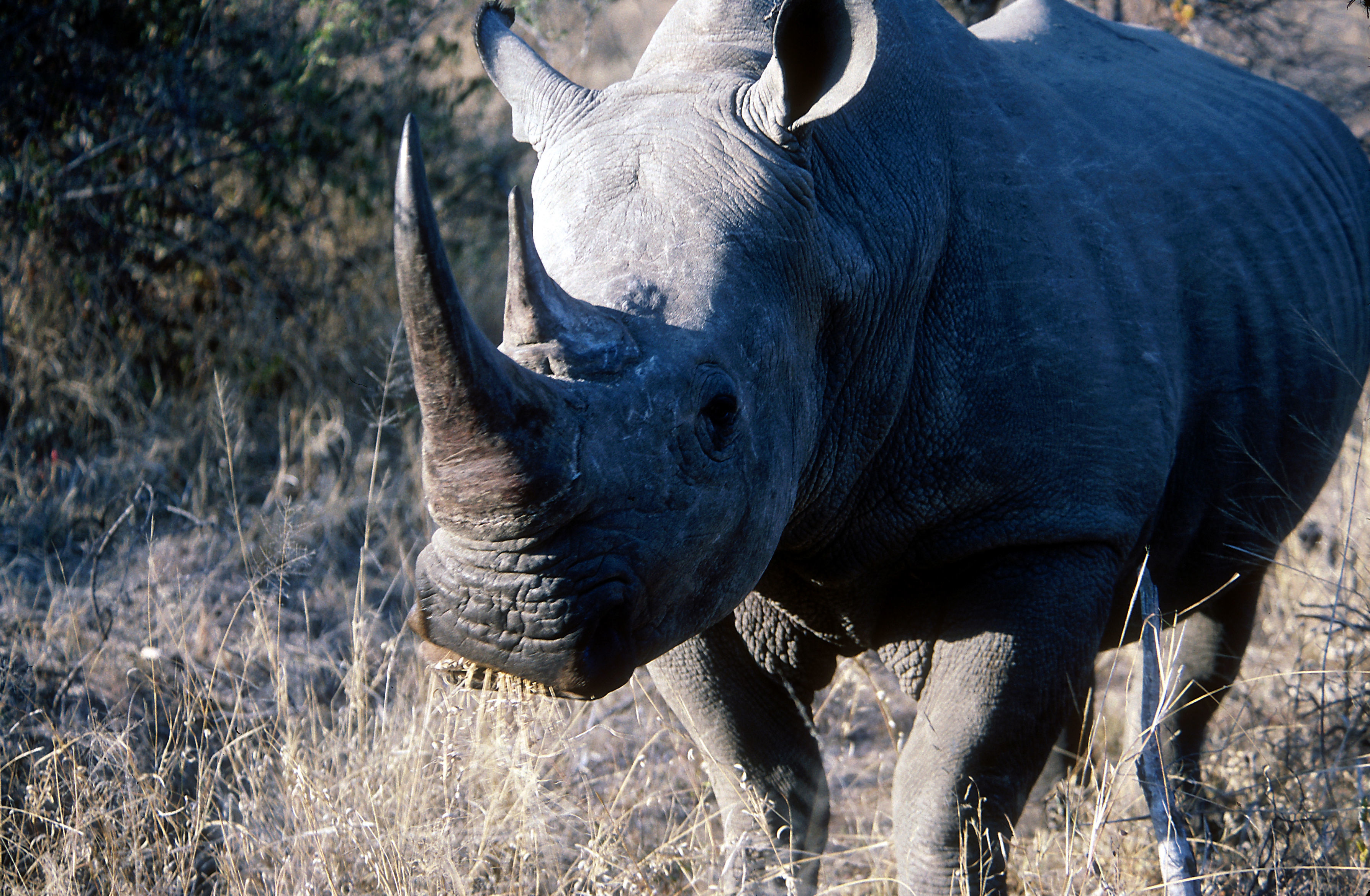 Image of Grass Rhinoceros