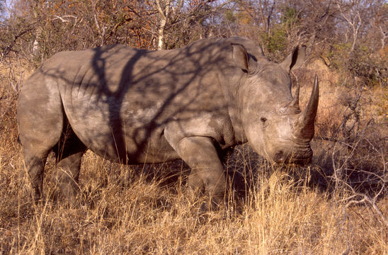 Image of Grass Rhinoceros