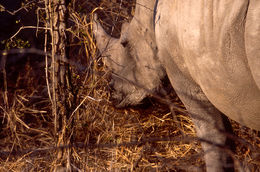 Image of Grass Rhinoceros