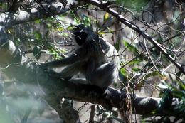 Image of vervet monkey