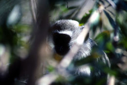 Image of vervet monkey