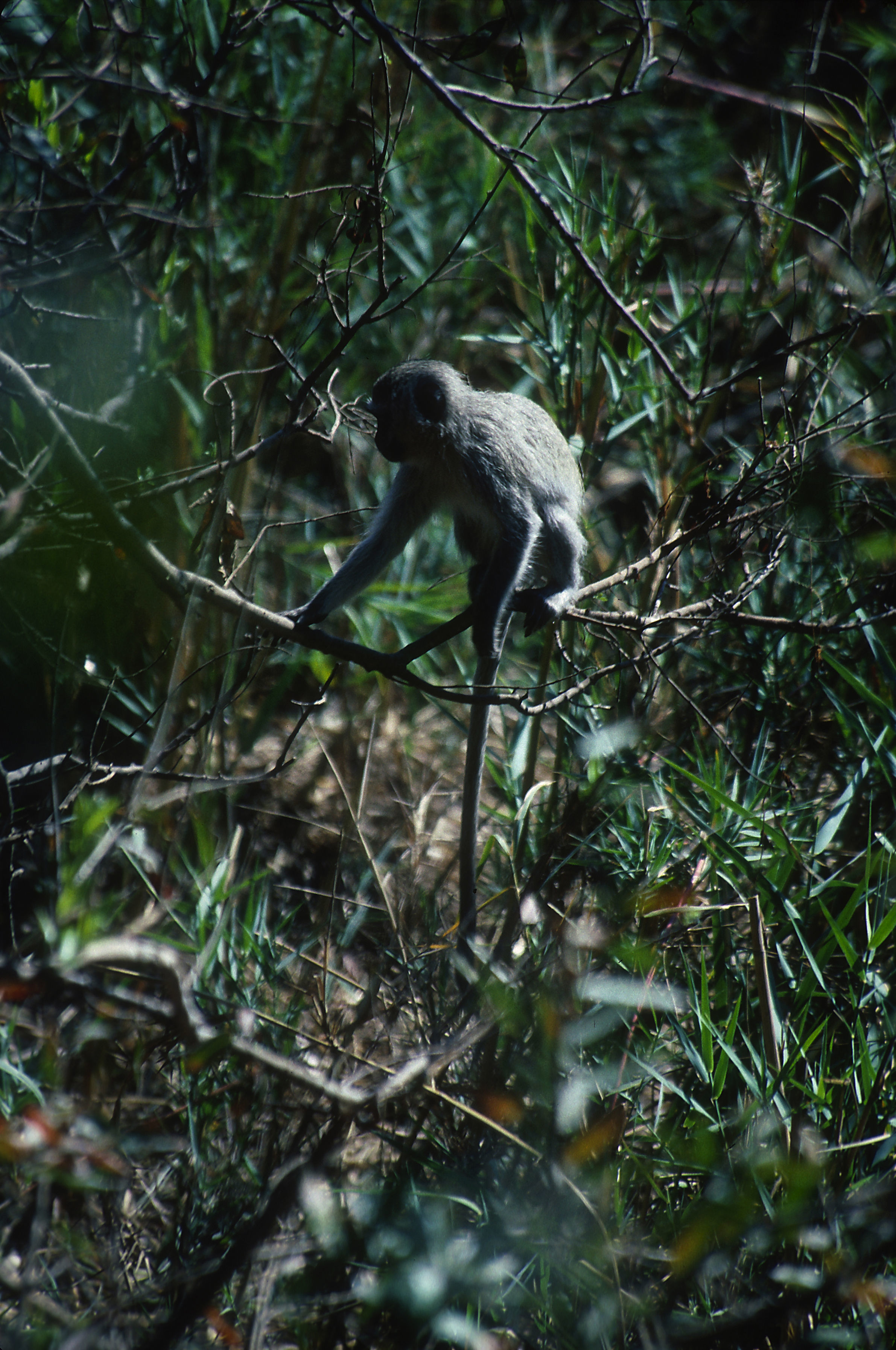 Image of vervet monkey