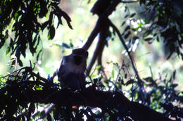 Image of vervet monkey