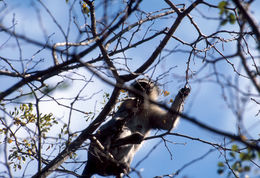 Image of vervet monkey
