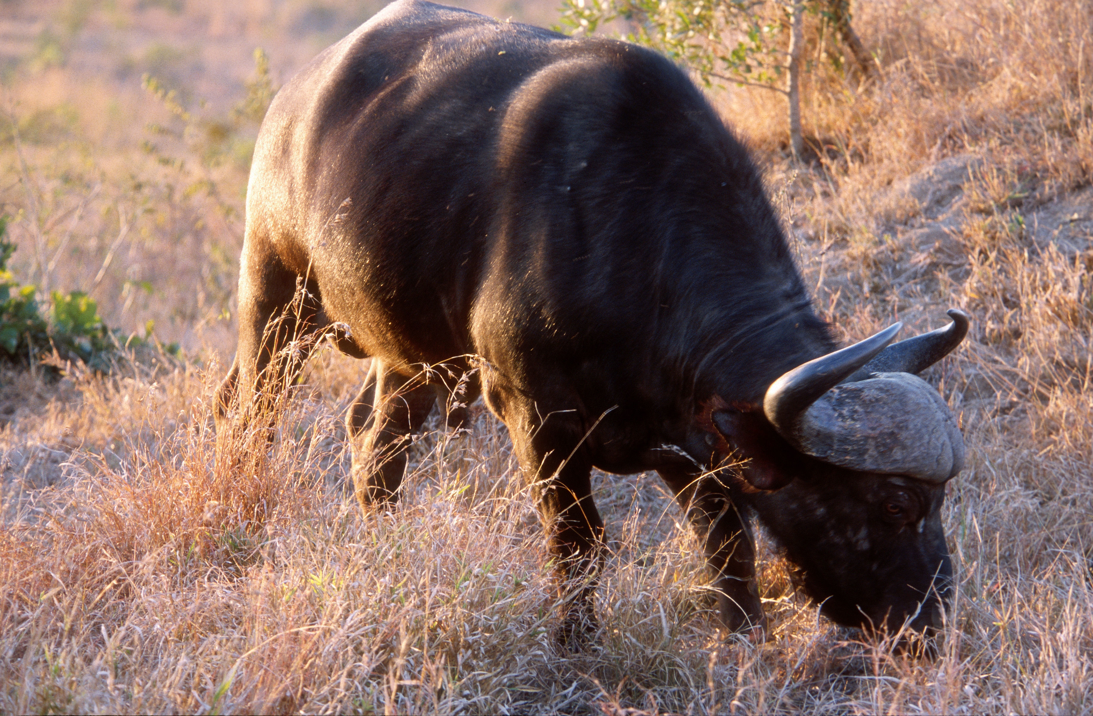 Image de buffle d'Afrique