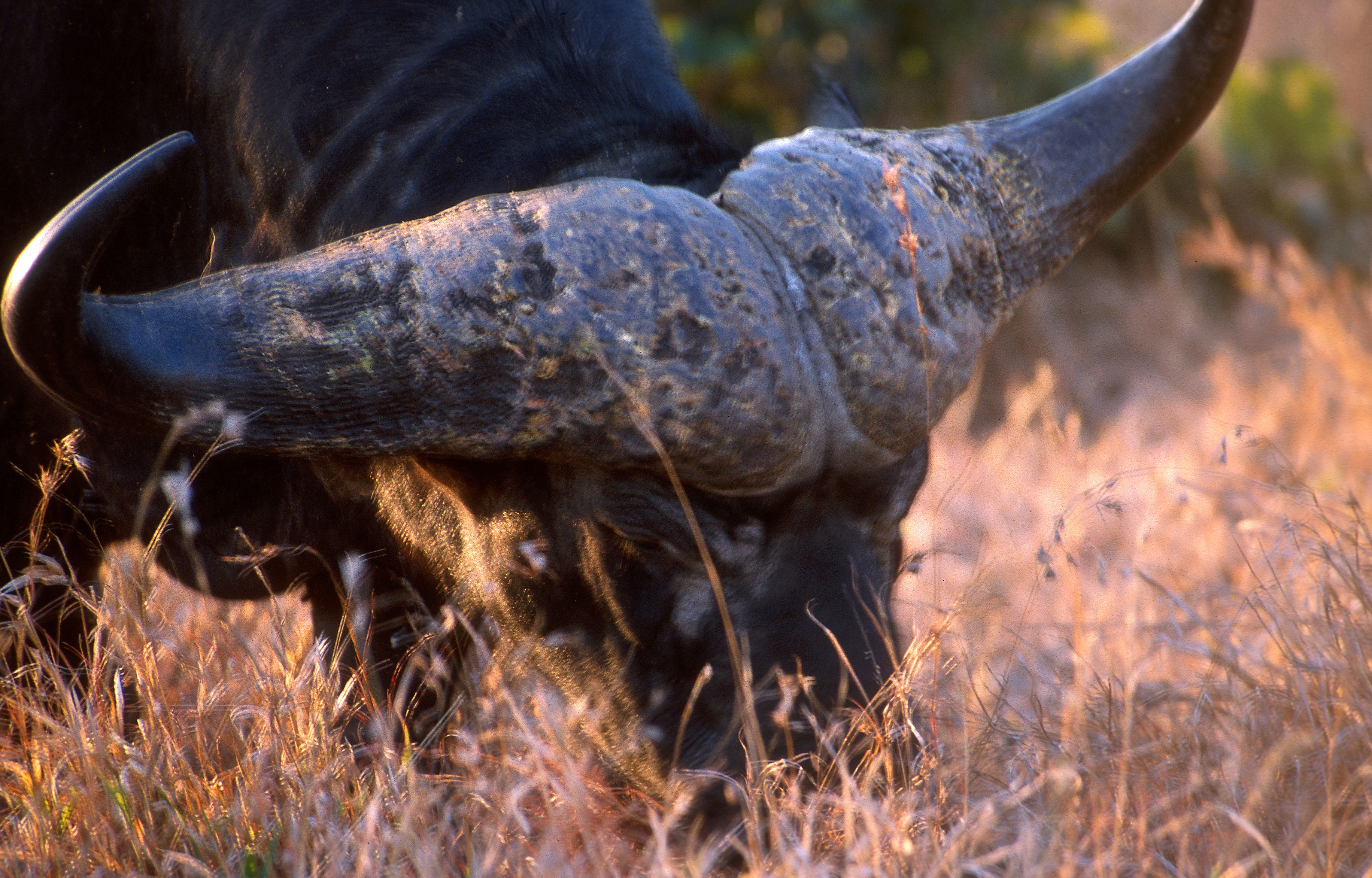 Image of African Buffalo