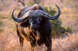 Image of African Buffalo