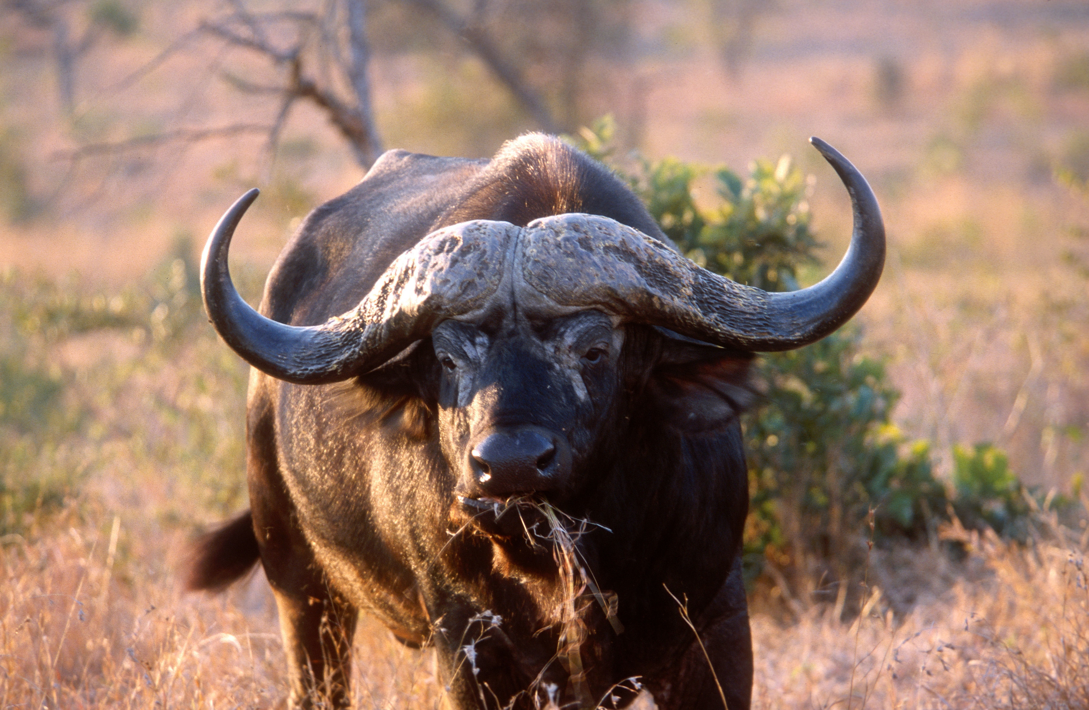 Image of African Buffalo