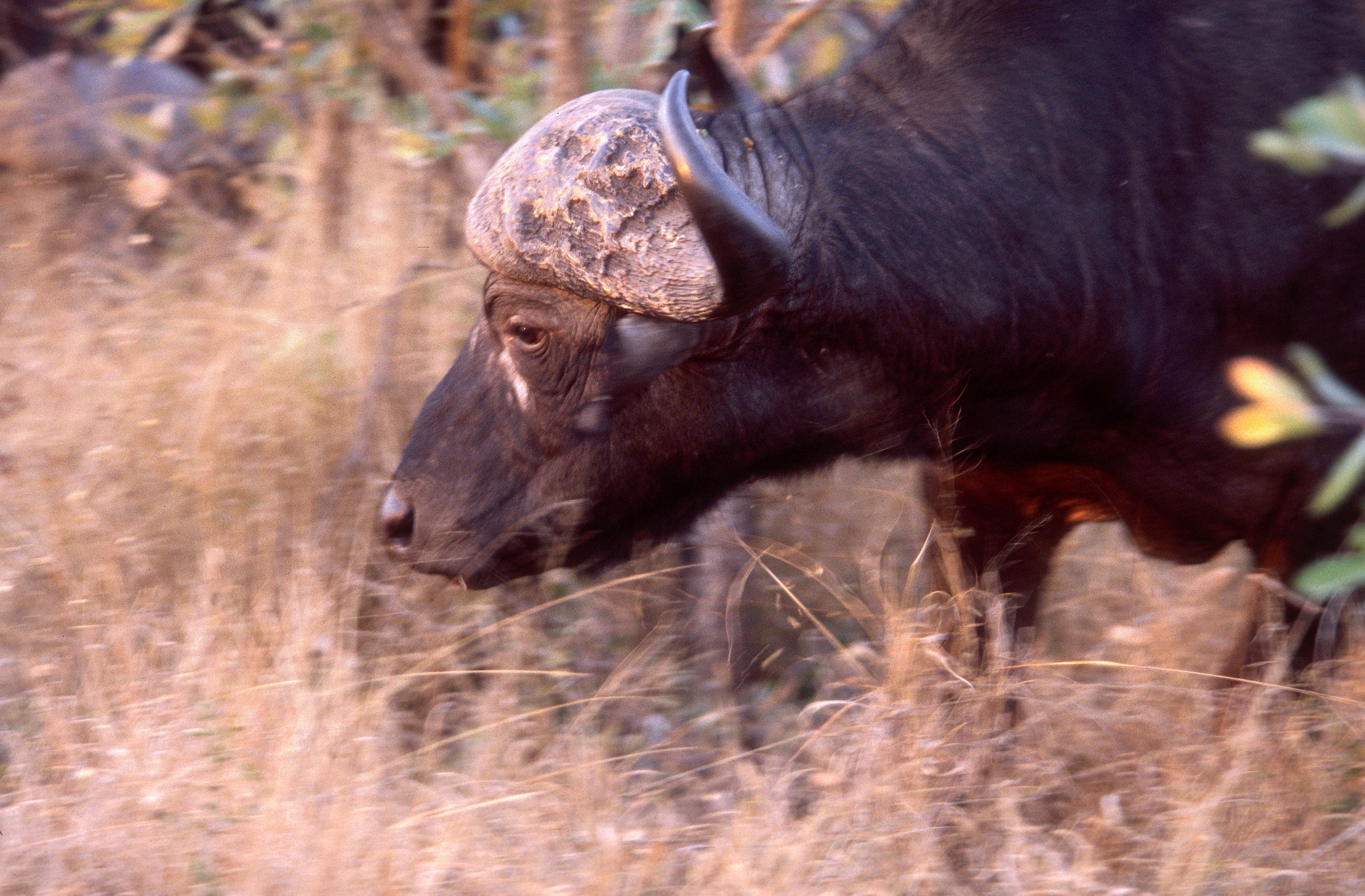 Image of African Buffalo