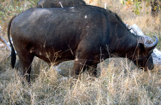 Image of African Buffalo