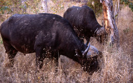 Image of African Buffalo