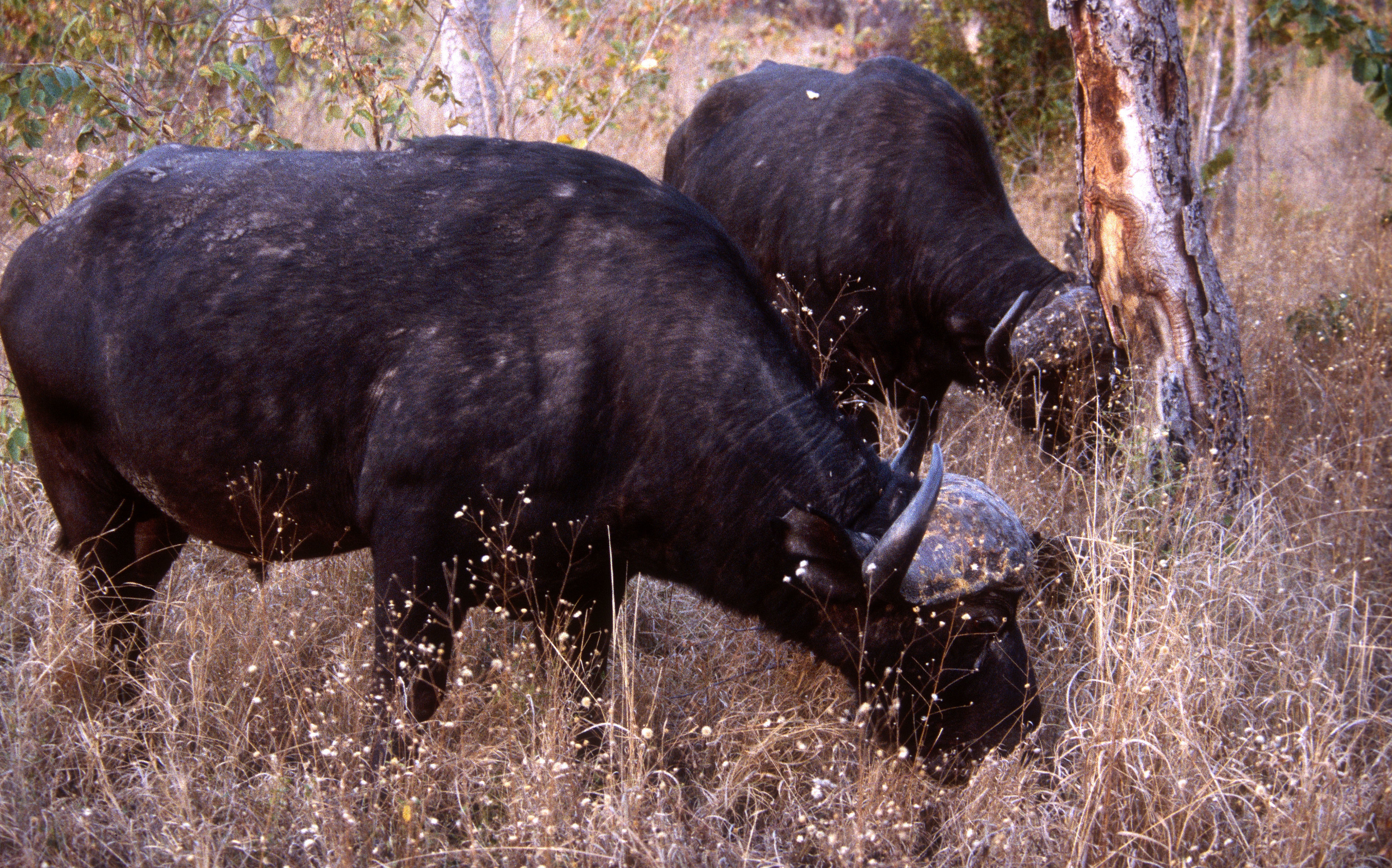 Image of African Buffalo