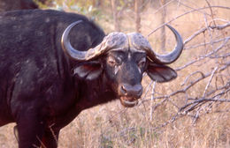 Image of African Buffalo