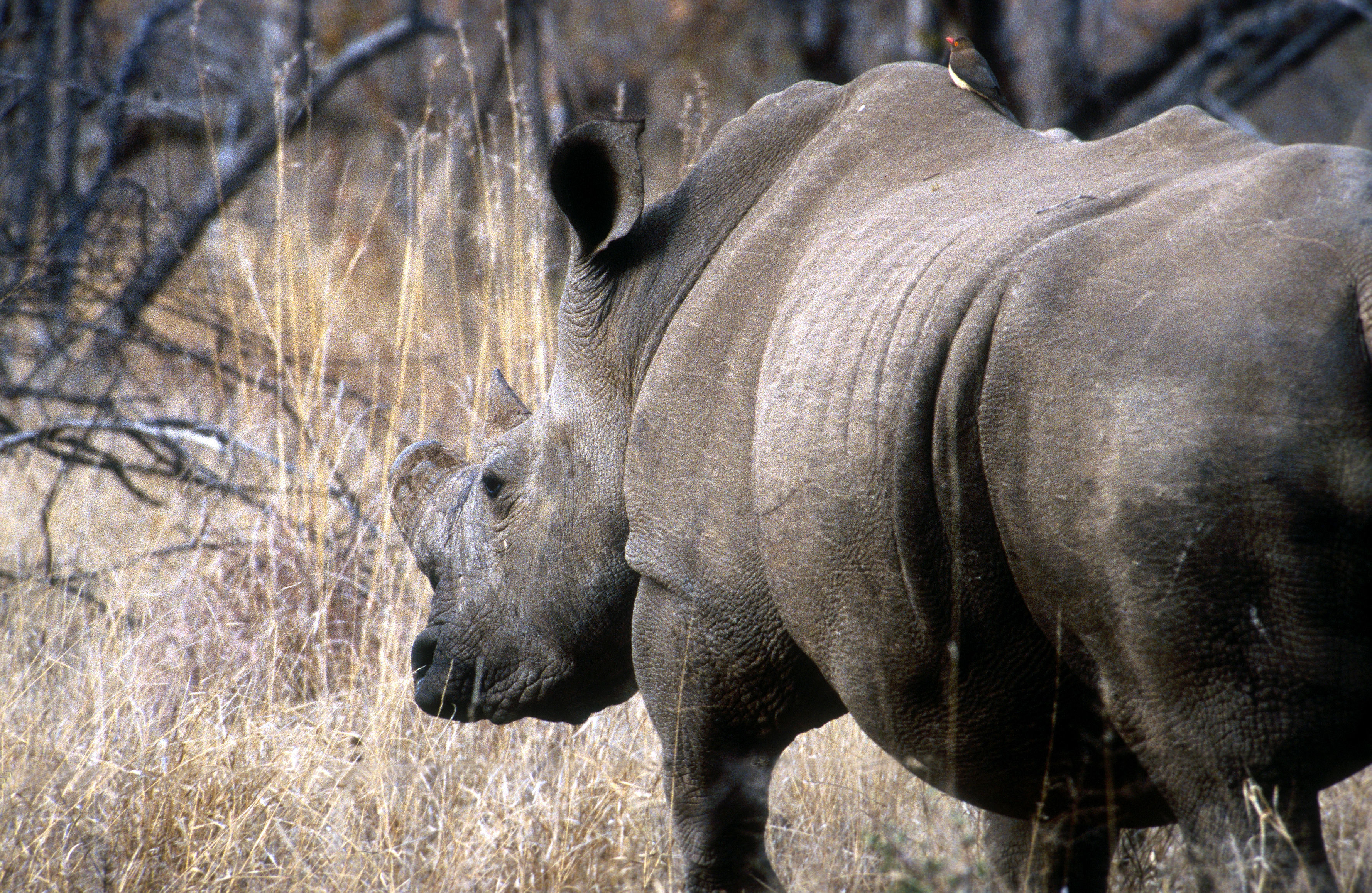 Image of Grass Rhinoceros