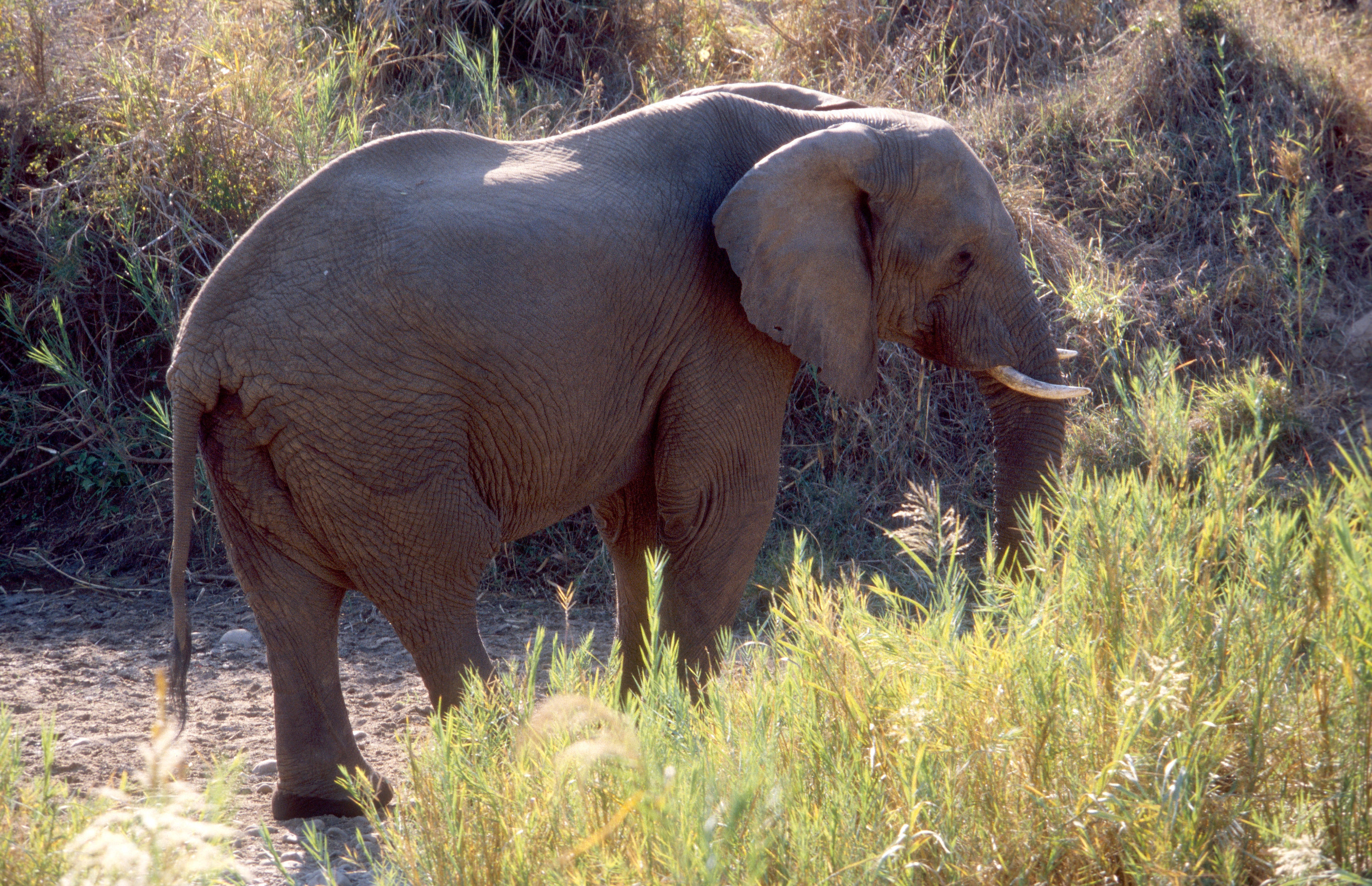 Image of African bush elephant