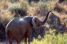 Image of African bush elephant