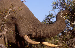 Image of African bush elephant