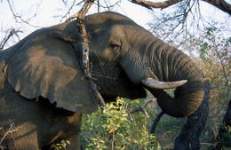 Image of African bush elephant