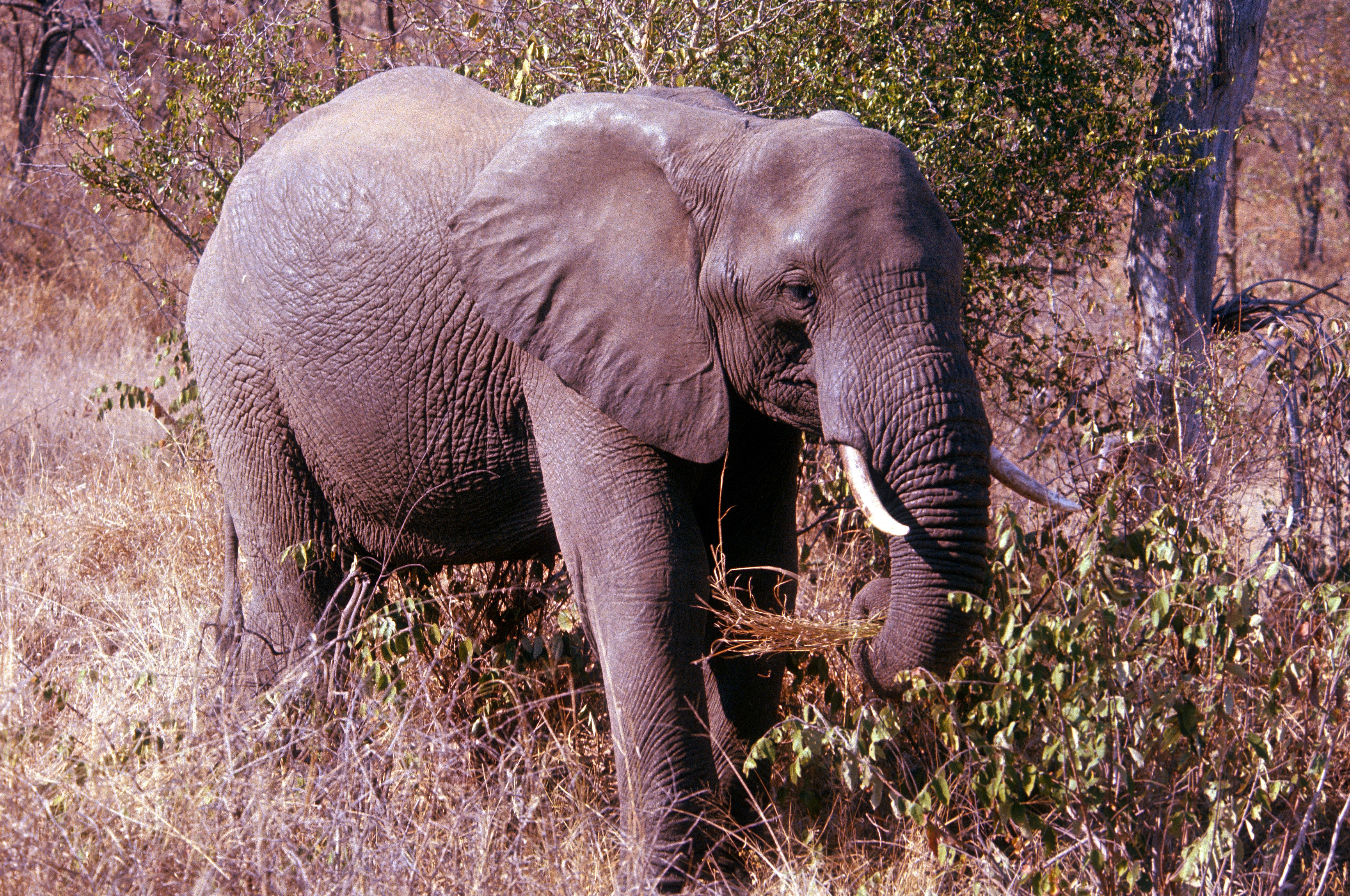 Image of African bush elephant