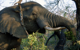 Image of African bush elephant