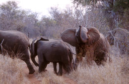 Image of African bush elephant